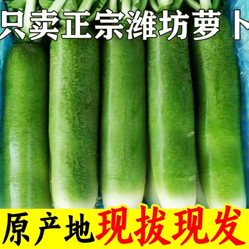 潍坊水果萝卜5斤新鲜甜脆