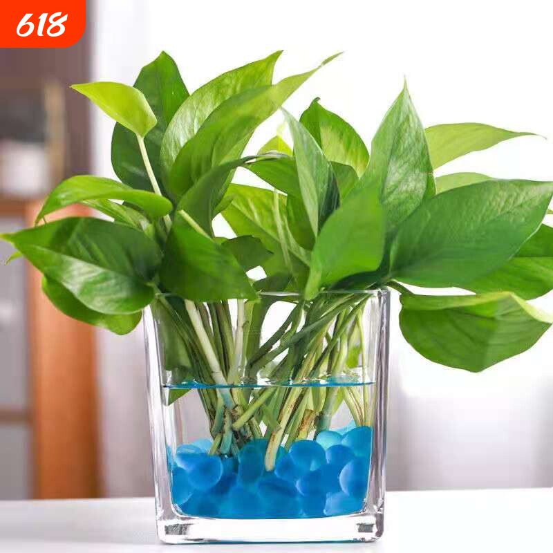 透明水养植物加厚玻璃方缸家用客厅花瓶桌面摆件简约玻璃水培花瓶