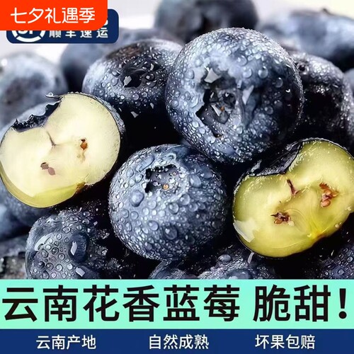 云南高山L25花香蓝莓特大果