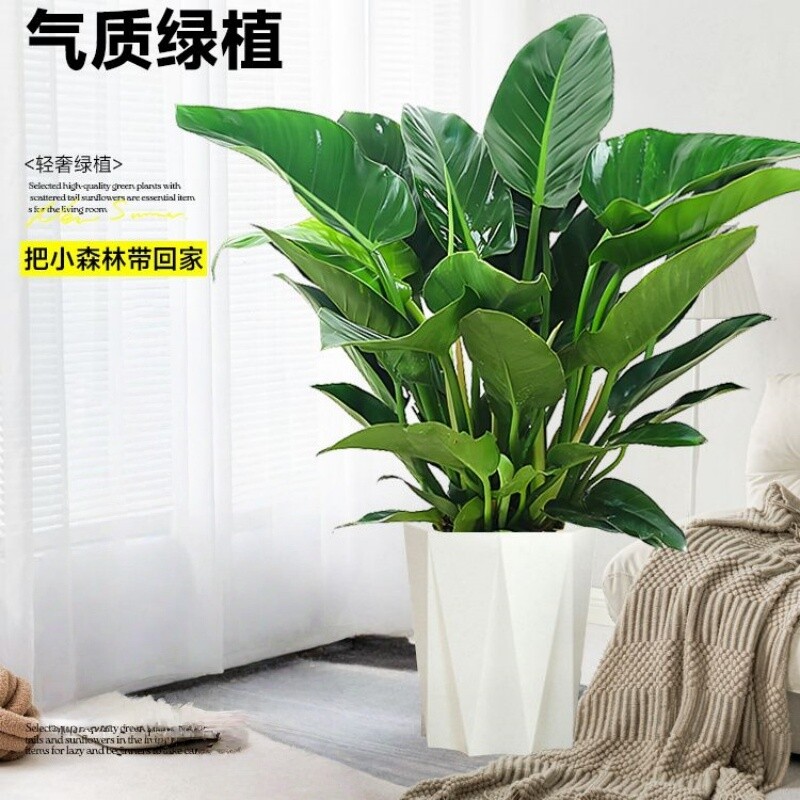 大叶金钻盆栽净化空气四季常青办公室内绿植夏天好养绿萝去除甲醛