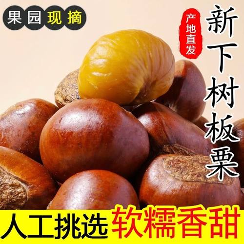 丹东板栗新鲜毛栗子新下树生板栗