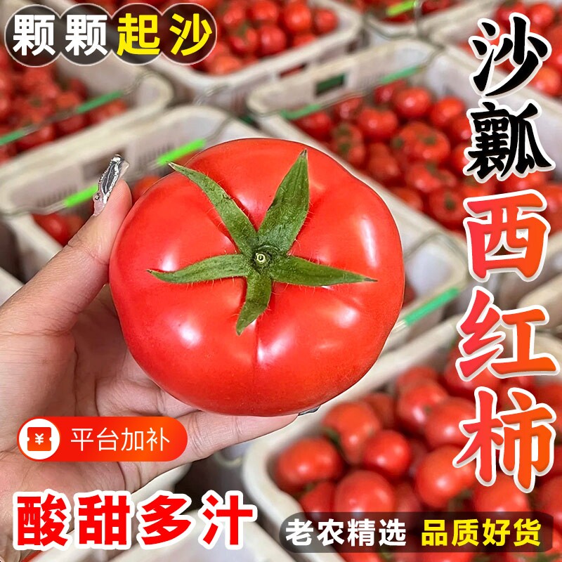 云南露天沙瓤西红柿高原自然熟新鲜现摘农家生吃酸甜水果大番茄