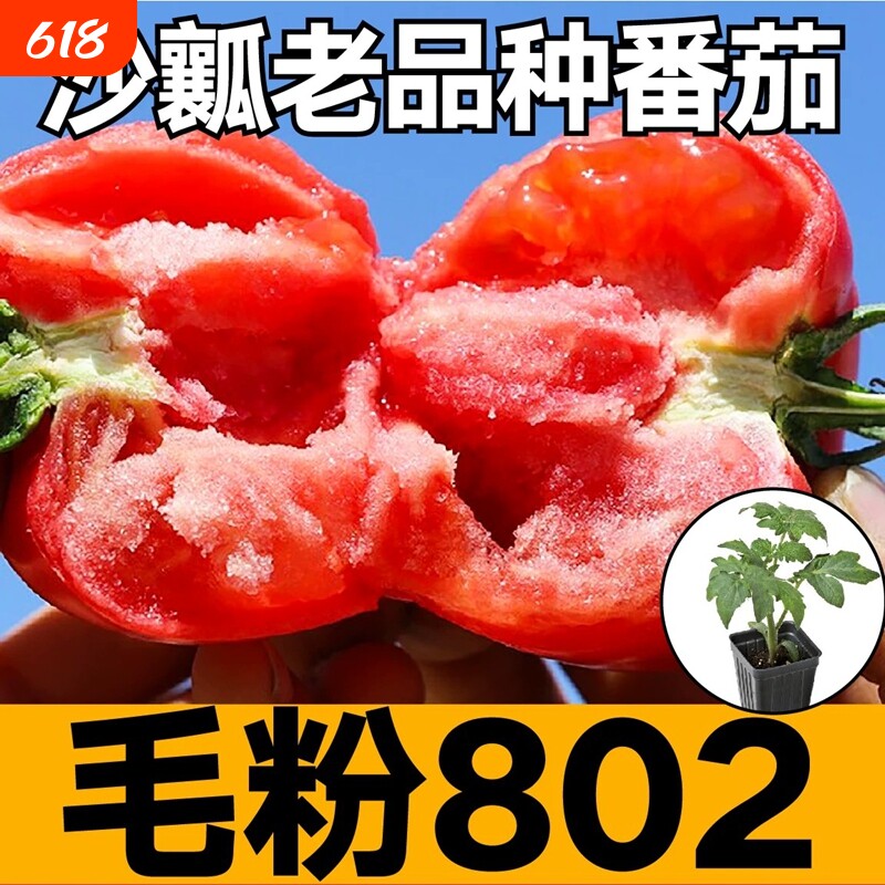山东大毛粉802番茄秧苗带土大红硬果西红柿种子草莓老品种沙瓤