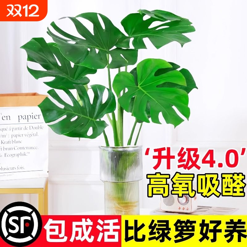 水培龟背竹盆栽净化空气水养富贵竹室内桌面客厅绿植物好养活四季