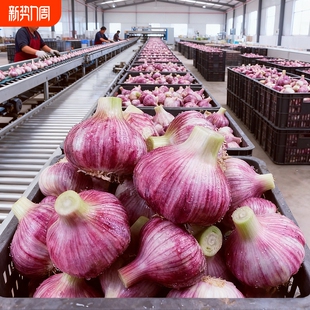 现挖紫皮湿蒜26年云南正宗紫皮蒜新鲜大蒜批发可泡蒜 福利 新品