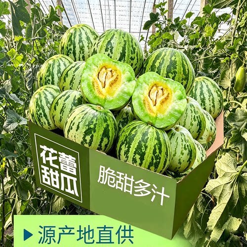 山东花蕾甜瓜童年味道甜瓜新鲜现摘产地直发蜜甜多汁