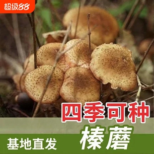 新品热销!【榛蘑种子】农友推荐正宗食用菌室内外种植-FZN