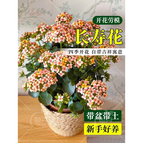 长寿花盆栽重瓣特大花苗带花苞室内阳台绿植好养四季都开植物客厅