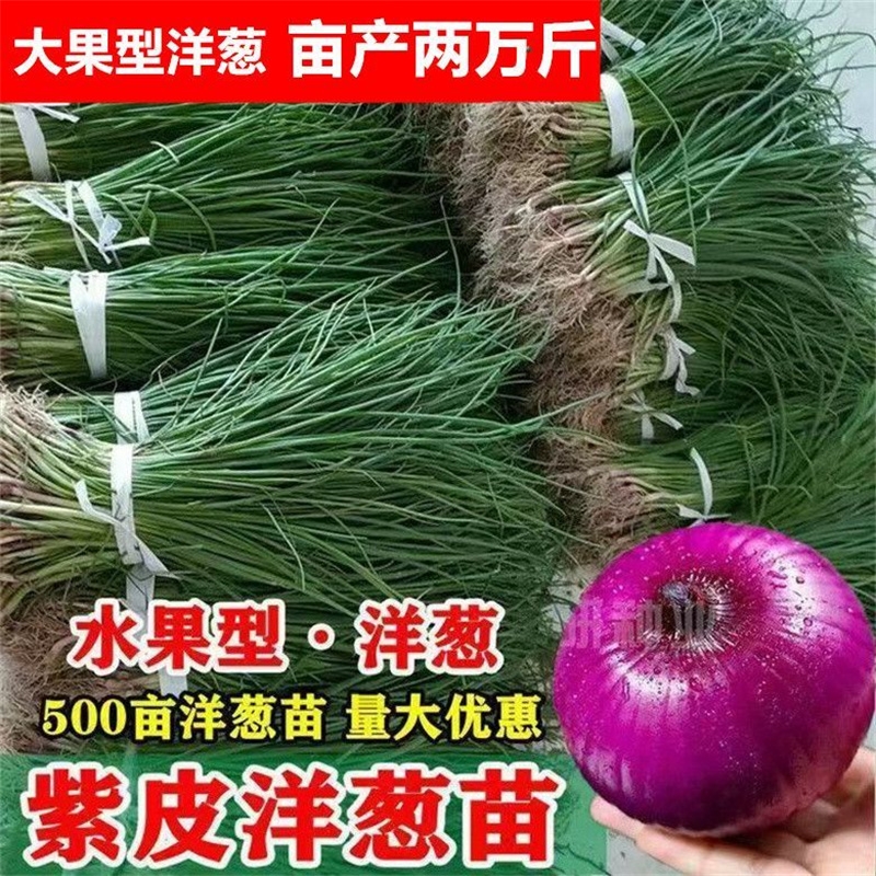 正宗水果紫皮水果洋葱苗越冬高产