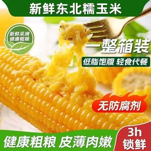 东北粘玉米拉丝黄糯玉米棒真空装黑土地低脂饱腹代餐轻食香甜新鲜