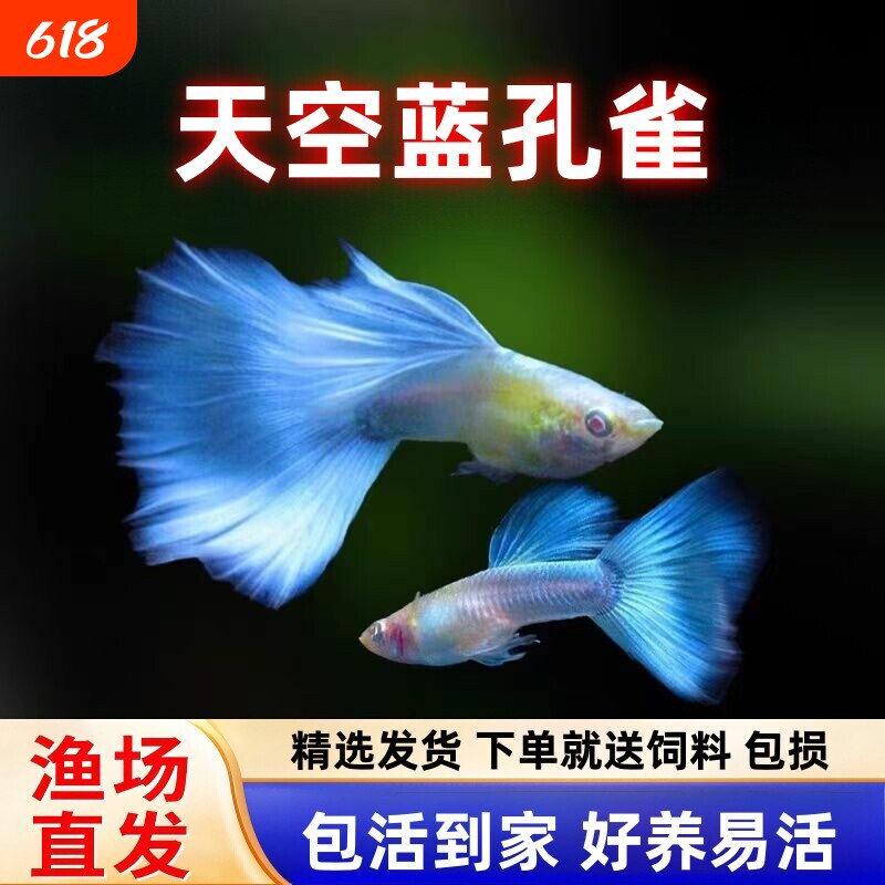 天空蓝白孔雀鱼热带观赏鱼活体练手入门凤尾鱼淡水好养耐活小型鱼