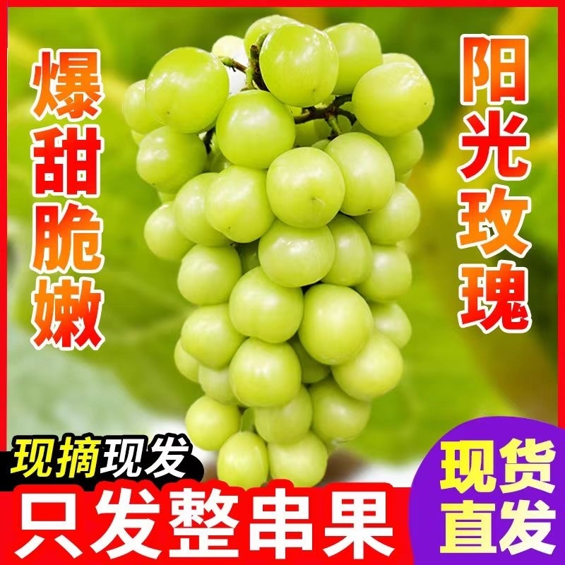 云南特产晴王葡萄玫瑰阳光阳光玫瑰青提无核新鲜优质无籽现摘