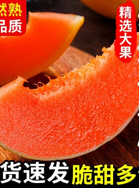 农家黄河蜜甜瓜新鲜现摘