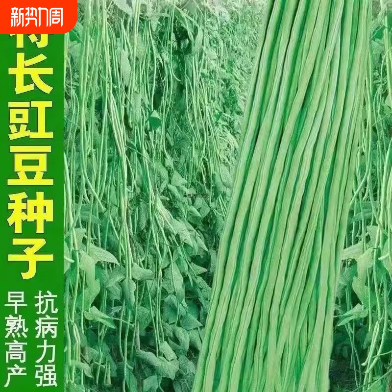 高产四号豆角种子四季豆耐热摘不败蔬菜种子芸豆豆种长豆角九粒