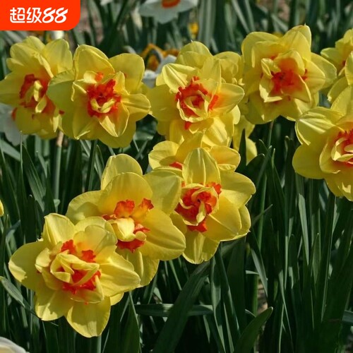 冬季耐寒重瓣洋水仙四季盆栽水培浓香花卉室内外阳台办公室种植