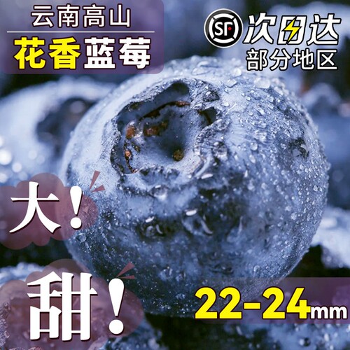 当季新鲜蓝莓L25云南高山种植