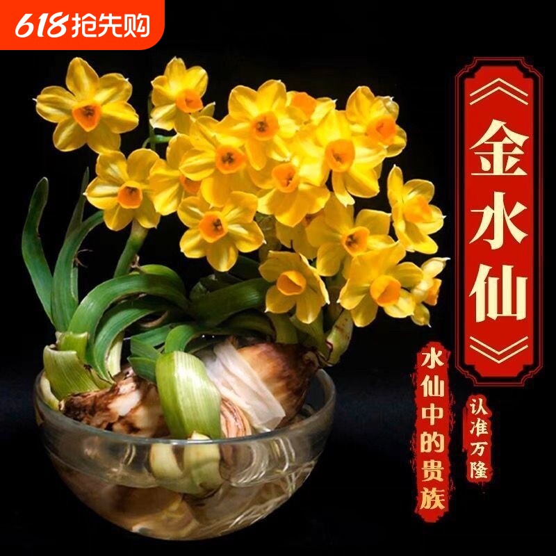 【金水仙—水仙中的贵族】新款金水仙花冬季水培四季花卉盆栽正品