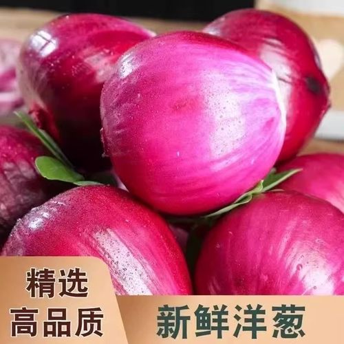 紫皮洋葱10斤整箱农家现挖脆嫩