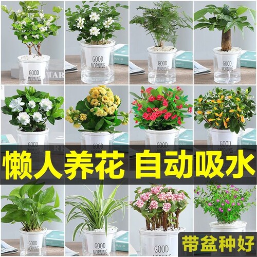 绿萝花卉盆栽小绿植水培好养室内多肉植物净化空气客厅开花桌面