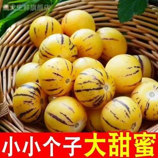 树上熟人参果云南石林七彩新鲜黄肉圆果水果人生当季低糖人叁包邮