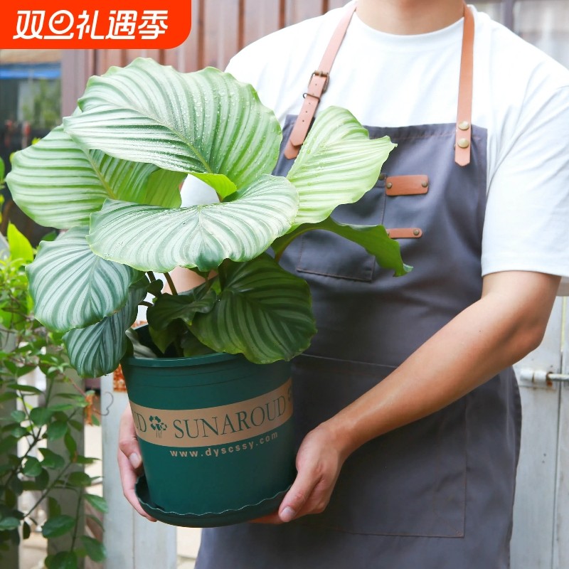 阳台简约塑料加仑大花盆