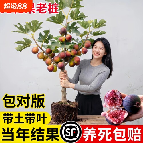 无花果树果苗特大果四季种植