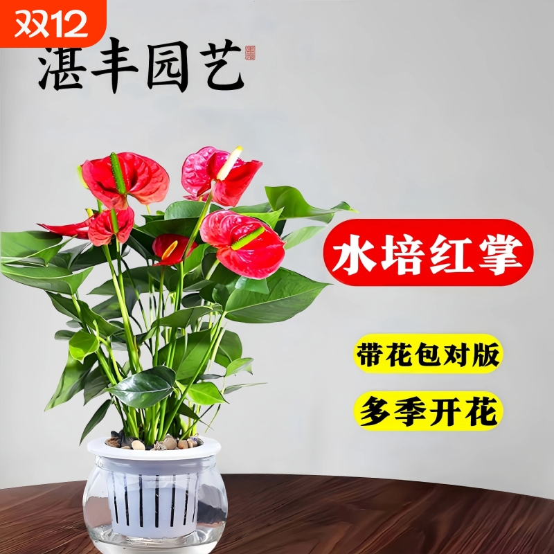 红掌盆栽室内水培植物四季好养