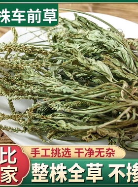 云南野生整株车前草中药材新鲜无硫车前草干泡茶泡水喝带根车前草