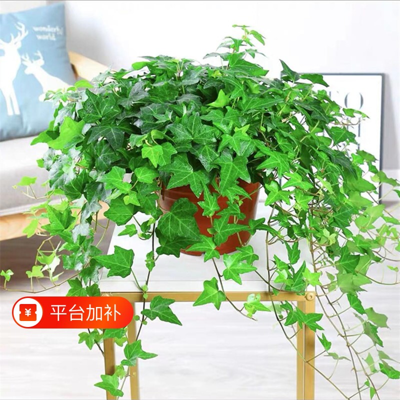 四季常春藤绿植盆栽水培植物室内净化空气吸甲醛吊兰爬藤好养花卉
