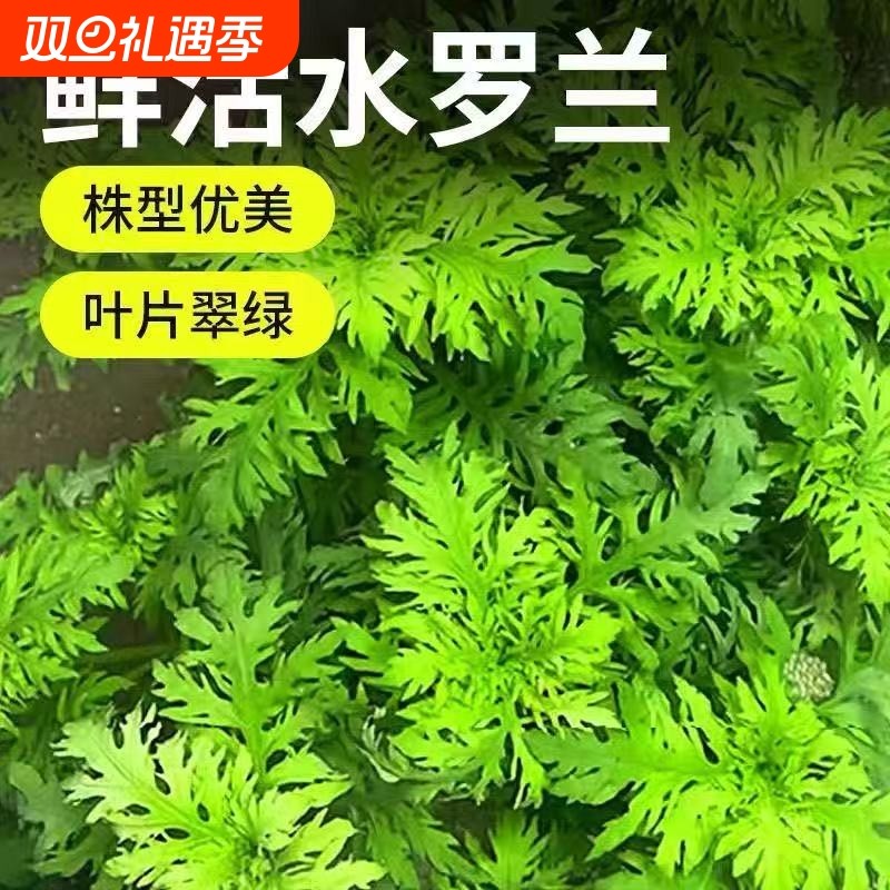 水罗兰坨草鱼缸造景净水后景新手懒人水草植物好养活阴性淡水增氧