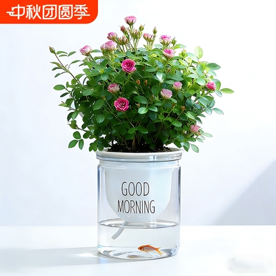 迷你超微姬月季带花苞水培须惠姬乙女室内好养浓香花卉盆栽绿植物