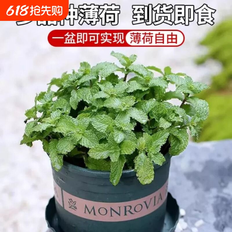 薄荷盆栽新鲜可食用水培柠檬薄荷叶迷迭香室内好养驱蚊花卉绿植物