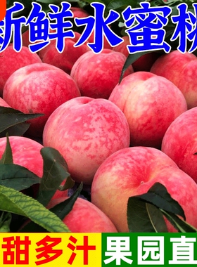 新鲜露天水蜜桃当季现摘毛桃子时令水果脆甜春雪蜜桃大果孕妇整箱