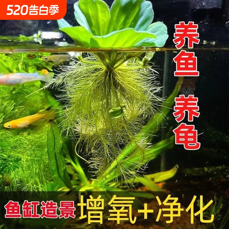 养鱼水草水芙蓉水培植物大藻浮萍造景缸净化水质增氧古法套餐养龟