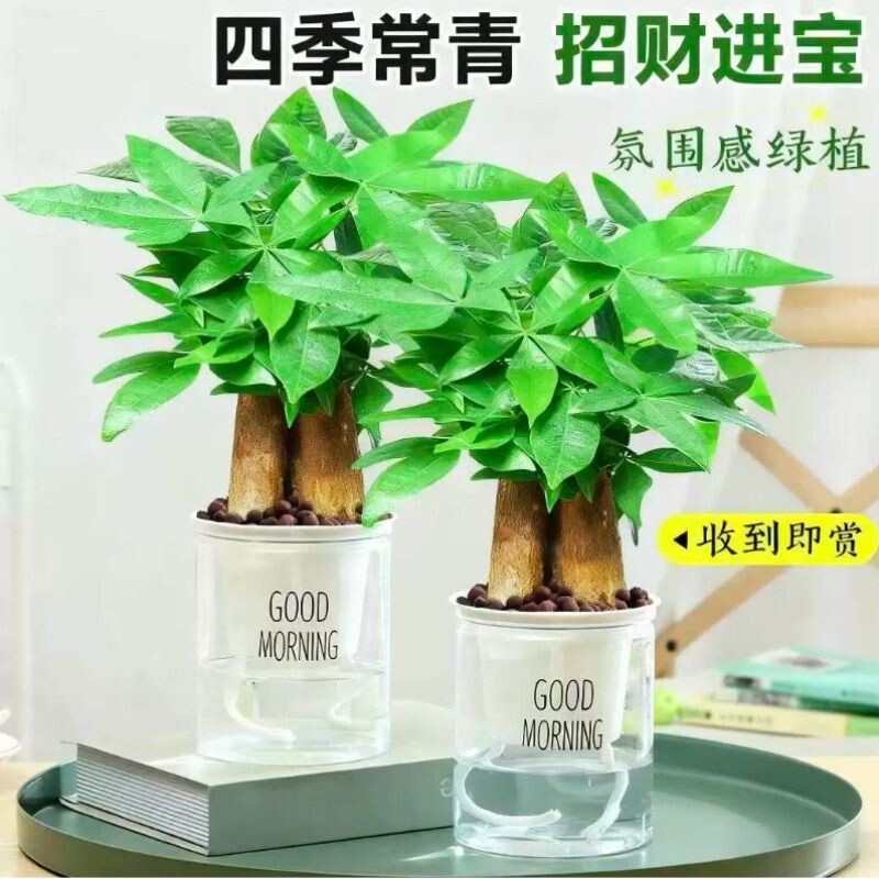 发财树小盆栽花卉绿植水培植物室内四季好养绿萝金钱树客厅陶瓷