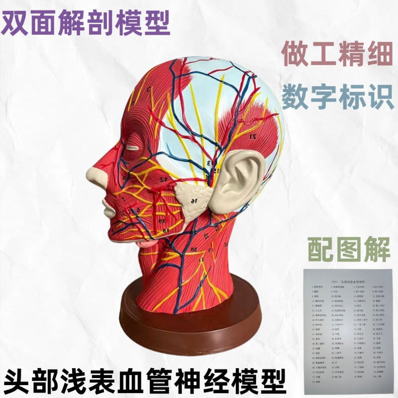 人体头部模型矢状切面医学美容面部神经微整形浅表血管模矢状深表面教学穴位