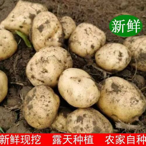 黄心粉糯黄皮土豆洋芋新鲜现挖