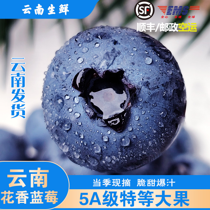 顺丰云南高山花香蓝莓新鲜水果产地直发花香浓郁脆甜多汁一颗蓝莓