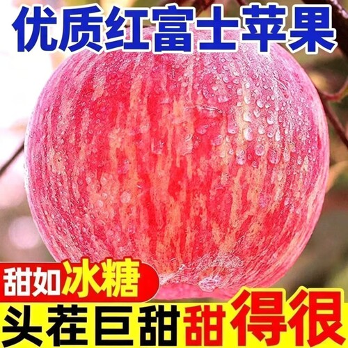 山东烟台红富士苹果薄厚苹果新鲜孕妇水果自然糖心脆甜现摘大果