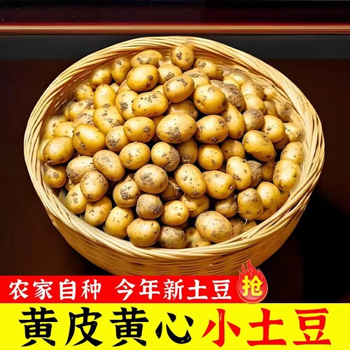 现挖恩施富硒小土豆高山