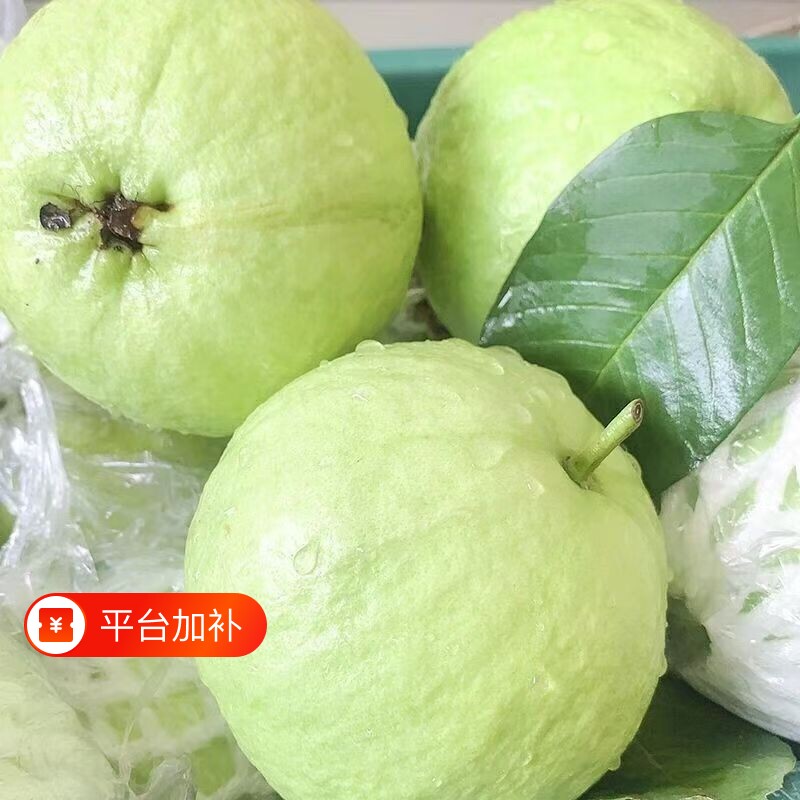 广西白心芭乐脆甜白肉番石榴果切水果店专用新鲜应季水果整箱批发
