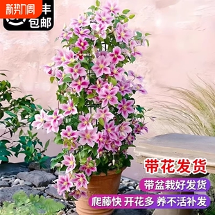 乌托邦铁线莲大苗爬藤植物庭院耐寒绿植花卉盆栽银币阳台四季开花