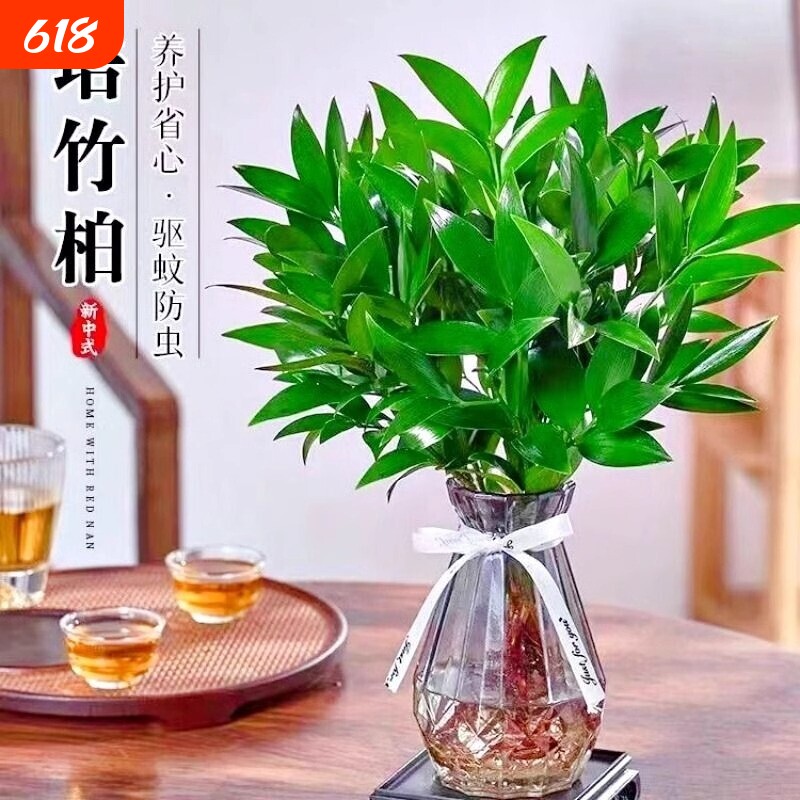 驱蚊竹柏大苗水培植物室内水养富贵竹绿植花卉盆栽四季常青花瓶