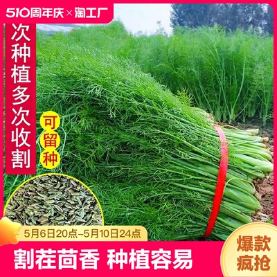 茴香种子小茴香蔬菜种子盆栽四季易种蕃茄食用易活多年生播种高产