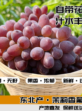 顺丰包邮茉莉香葡萄新鲜当季无籽提子郁金香玫瑰香水果现摘八号
