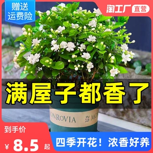 浓香茉莉花苗盆栽带花苞栀子花卉植物室内好养绿植九里香四季 开花