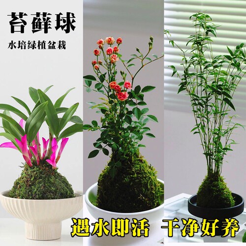 水培七彩石斛兰米竹苔藓球带花姬月季盆栽懒人好养绿植室内花卉