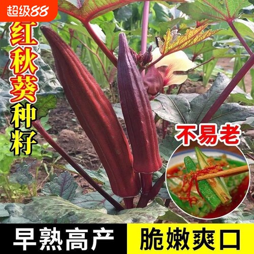 秋葵种子红黄庭院高产蔬