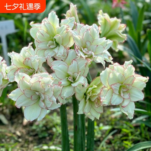 【鸿运当头】朱顶红盆栽年宵花美室内阳台花开耐寒耐热耐活多年生