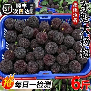 顺丰包邮 正宗东魁大杨梅鲜果6斤新鲜水果当季现摘大果炭梅整箱甜